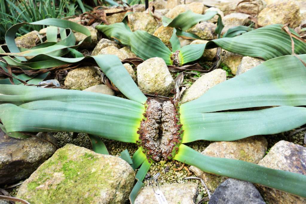 珍しい植物キソウテンガイの画像